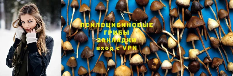 купить наркотик  darknet официальный сайт  Псилоцибиновые грибы GOLDEN TEACHER  Верхняя Салда 